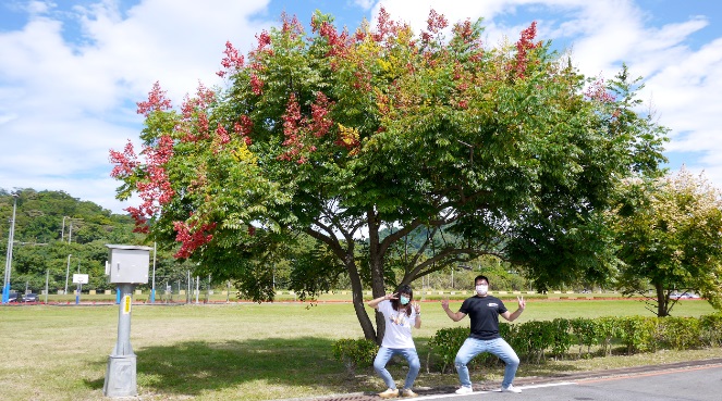 季節色彩豐富的台灣欒樹(四色樹)。 圖:新北市水利局提供 季節色彩豐富的台灣欒樹(四色樹)。 圖:新北市水利局提供