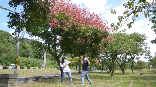 閃亮亮的紅寶石樹。 圖:新北市水利局提供 閃亮亮的紅寶石樹。 圖:新北市水利局提供