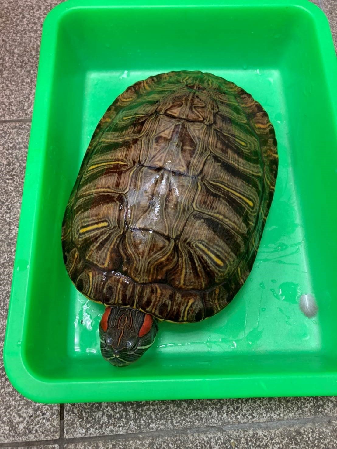 成年的巴西龜可達2.30公分,民眾於飼養時請注意應提供其適當的空間,以維護動物福利。 圖:新北市動保處提供 成年的巴西龜可達2.30公分,民眾於飼養時請注意應提供其適當的空間,以維護動物福利。 圖:新北市動保處提供