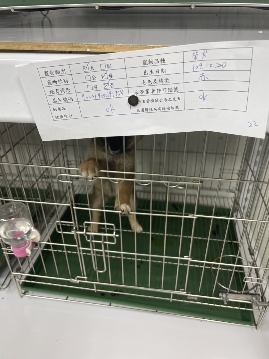 買賣資訊表應註記犬貓來源場的許可證字號。 圖:新北市動保處提供 買賣資訊表應註記犬貓來源場的許可證字號。 圖:新北市動保處提供