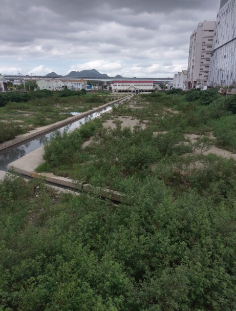110年10月貴子坑溪原有現地植被已慢慢擴展生長良好。 圖:新北市水利局提供 110年10月貴子坑溪原有現地植被已慢慢擴展生長良好。 圖:新北市水利局提供