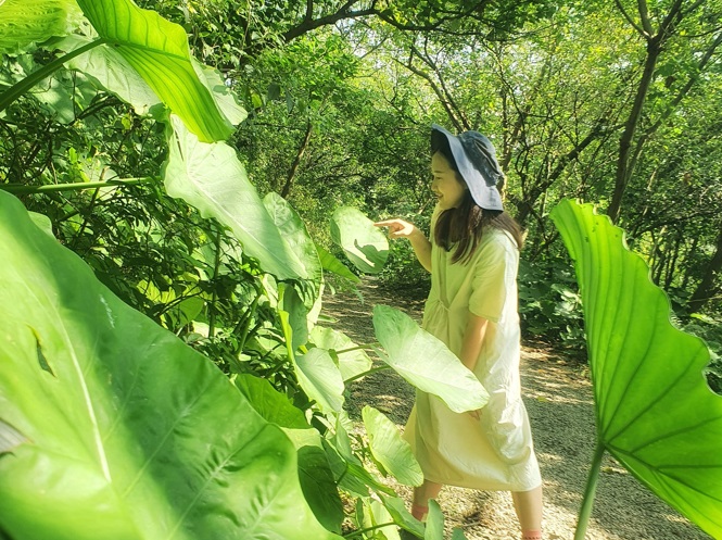 鹿角溪濕地綠色隧道旁有很多自然生長的植栽,可以讓人轉換緊張的心情。 圖:新北市水利局提供 鹿角溪濕地綠色隧道旁有很多自然生長的植栽,可以讓人轉換緊張的心情。 圖:新北市水利局提供