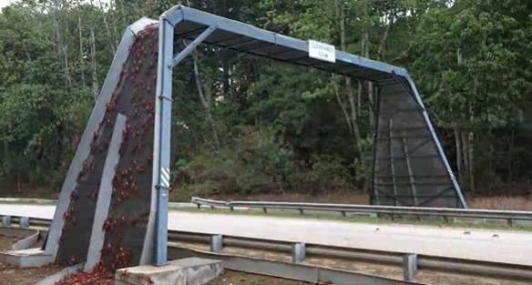 澳洲為紅蟹遷徙設立了專用陸橋和圍欄。 圖:翻攝自澳洲國家公園推特(@Parks_Australia) 澳洲為紅蟹遷徙設立了專用陸橋和圍欄。 圖:翻攝自澳洲國家公園推特(@Parks_Australia)