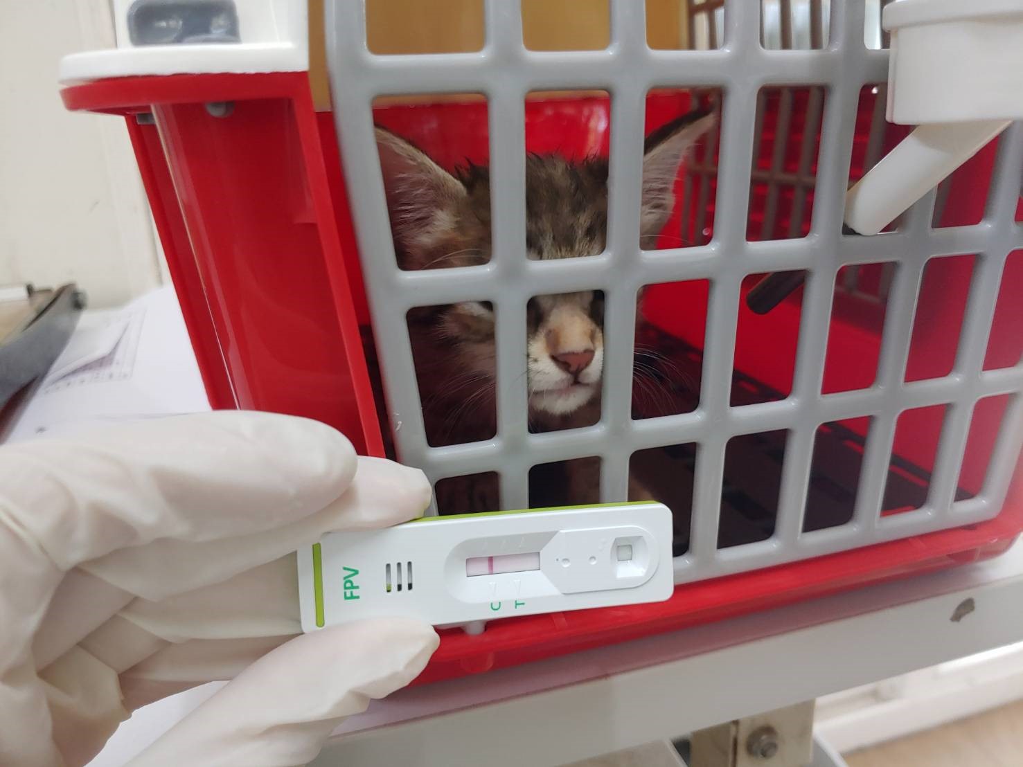 動保處收容動物被認養後,帶回醫療。 圖:新北市動保處提供 動保處收容動物被認養後,帶回醫療。 圖:新北市動保處提供