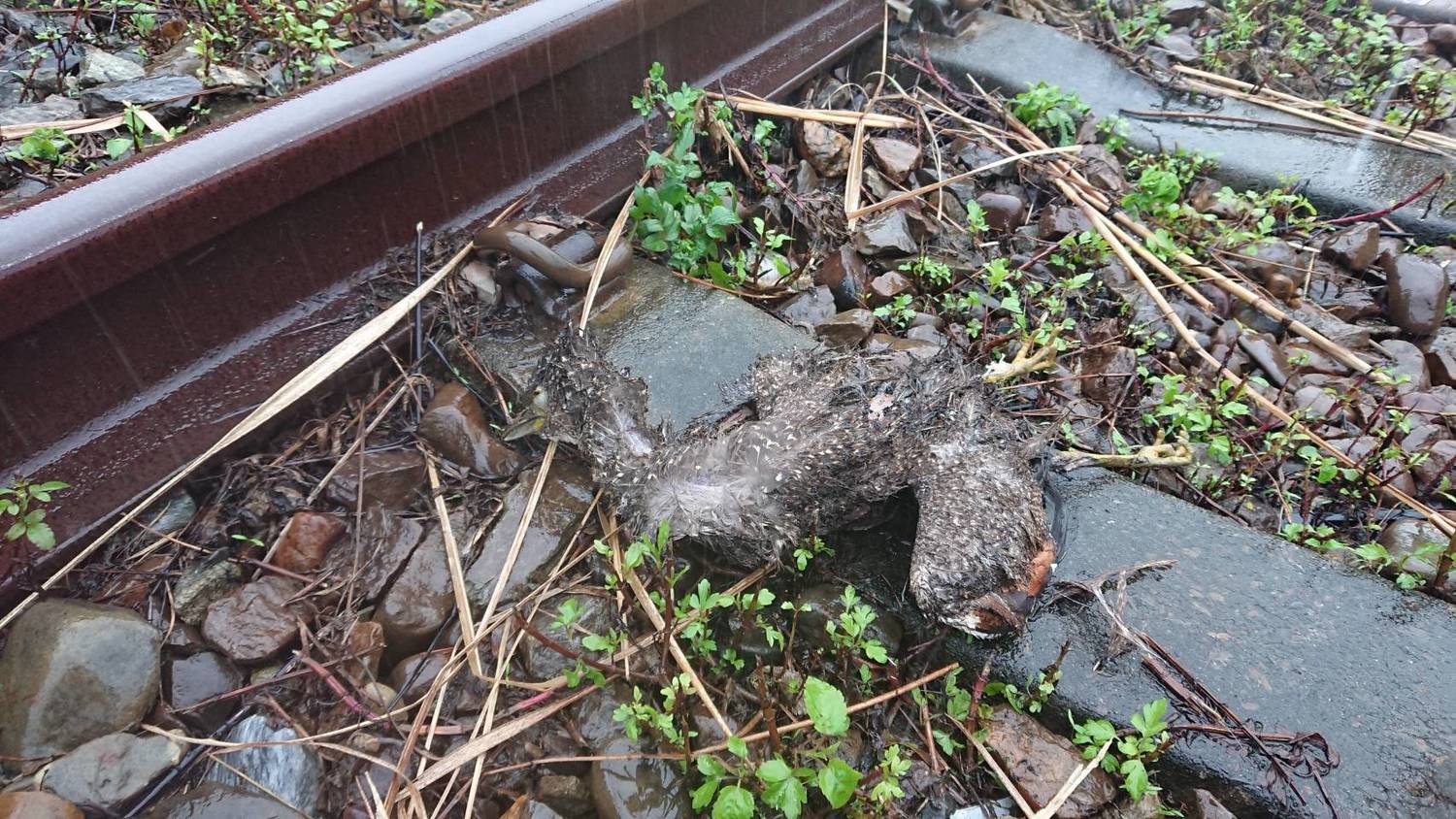 台鐵表示,卡在電車線上的異物為鳥屍。 圖:台鐵/提供 台鐵表示,卡在電車線上的異物為鳥屍。 圖:台鐵/提供