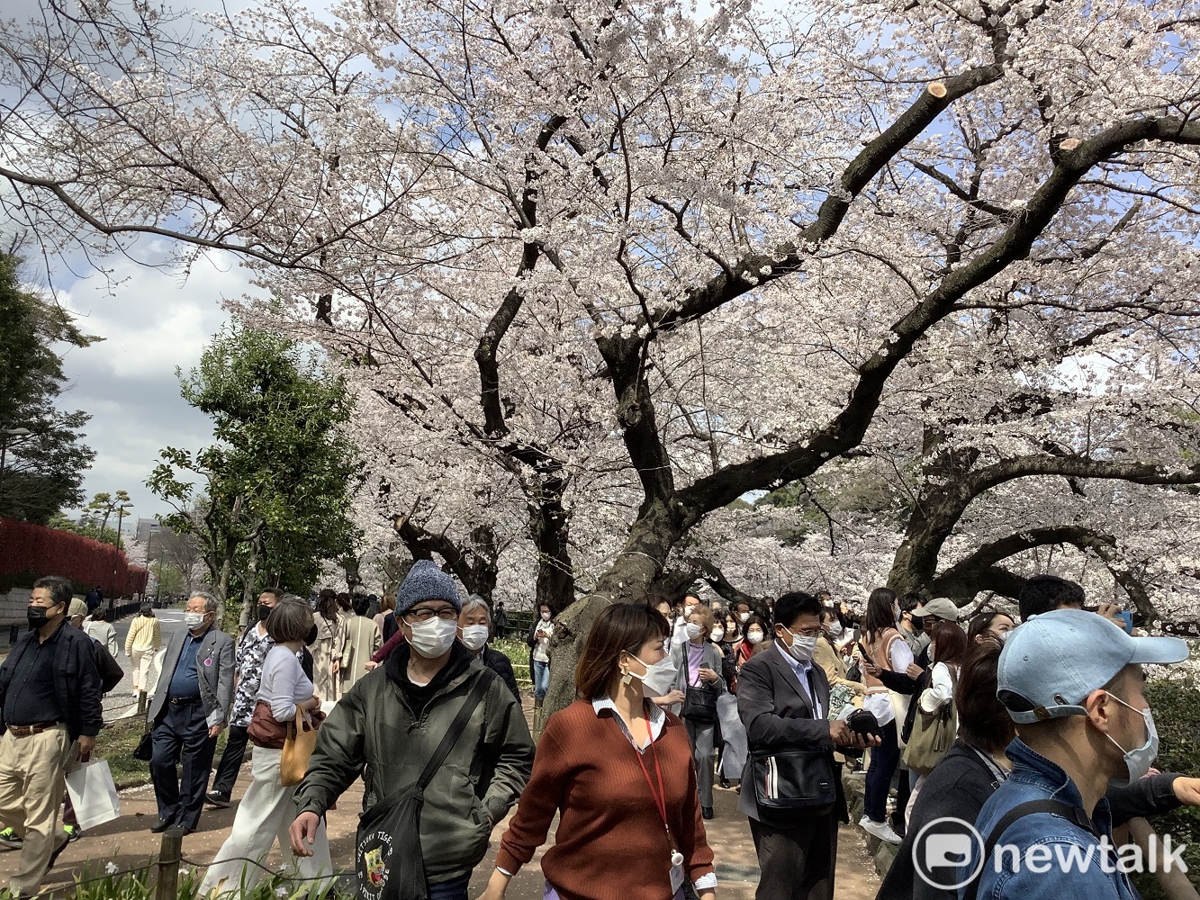 各地賞櫻人潮洶湧,也是確診大復燃的原因。 圖:劉黎兒攝 各地賞櫻人潮洶湧,也是確診大復燃的原因。 圖:劉黎兒攝