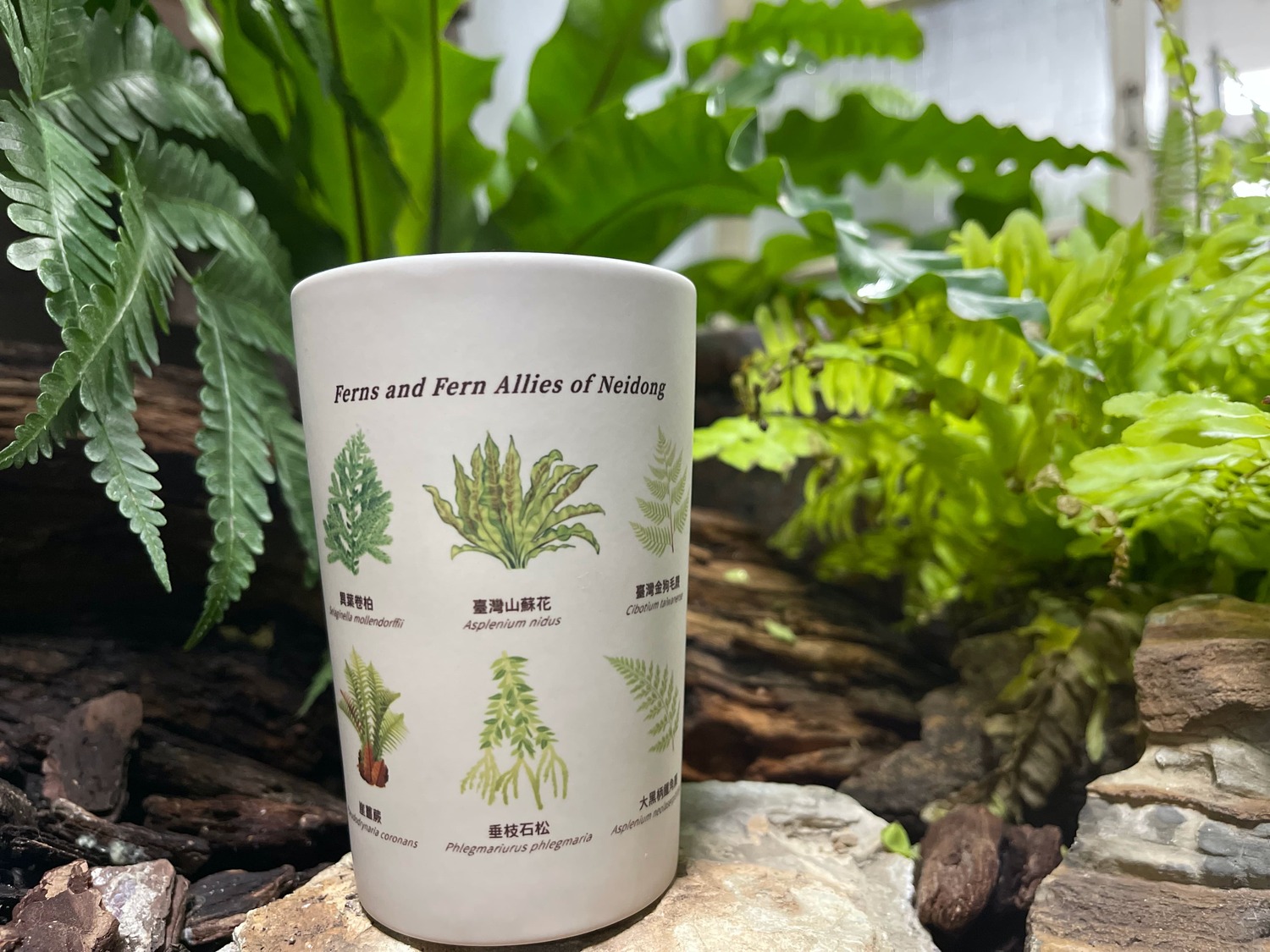 蕨對要收藏的內洞變色蕨杯。 圖:林務局/提供 蕨對要收藏的內洞變色蕨杯。 圖:林務局/提供