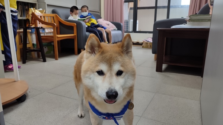 從布丁身上吸取正能量,小銘再轉化給其他夥伴分享快樂。 圖:新北市動保處提供 從布丁身上吸取正能量,小銘再轉化給其他夥伴分享快樂。 圖:新北市動保處提供