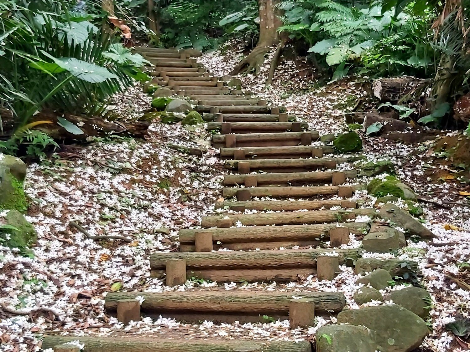 三芝賞桐步道是桐花秘境。 圖:新北市綠美化景觀處提供 三芝賞桐步道是桐花秘境。 圖:新北市綠美化景觀處提供