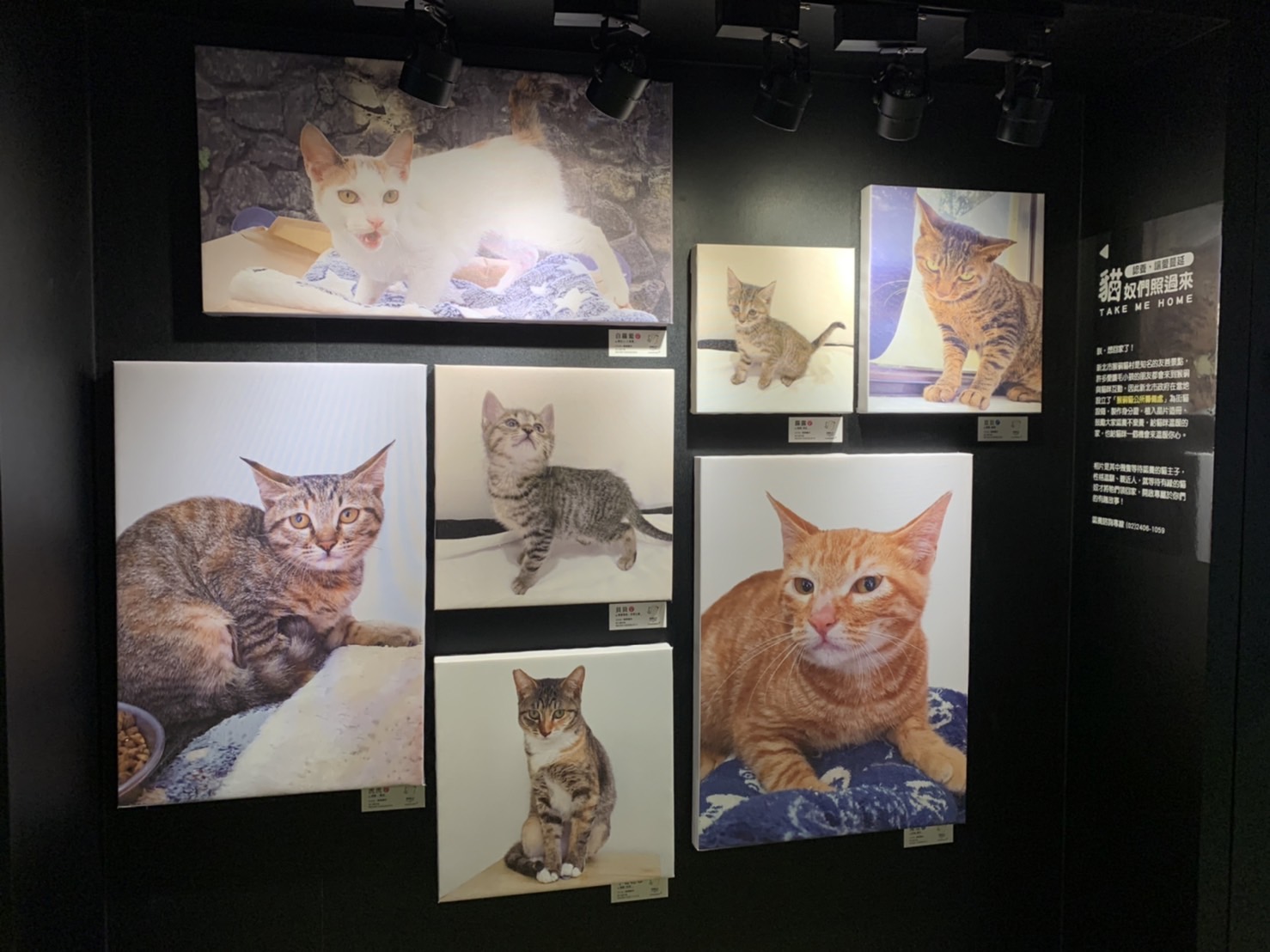 展出貓村內貓隻照片。 圖:新北市動保處提供 展出貓村內貓隻照片。 圖:新北市動保處提供