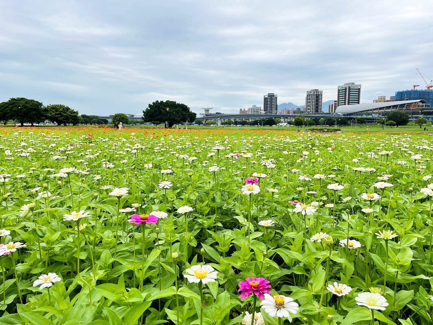 不同顏色百日草交錯其間與水漾公園形成幅畫。 圖:新北市水利局提供 不同顏色百日草交錯其間與水漾公園形成幅畫。 圖:新北市水利局提供