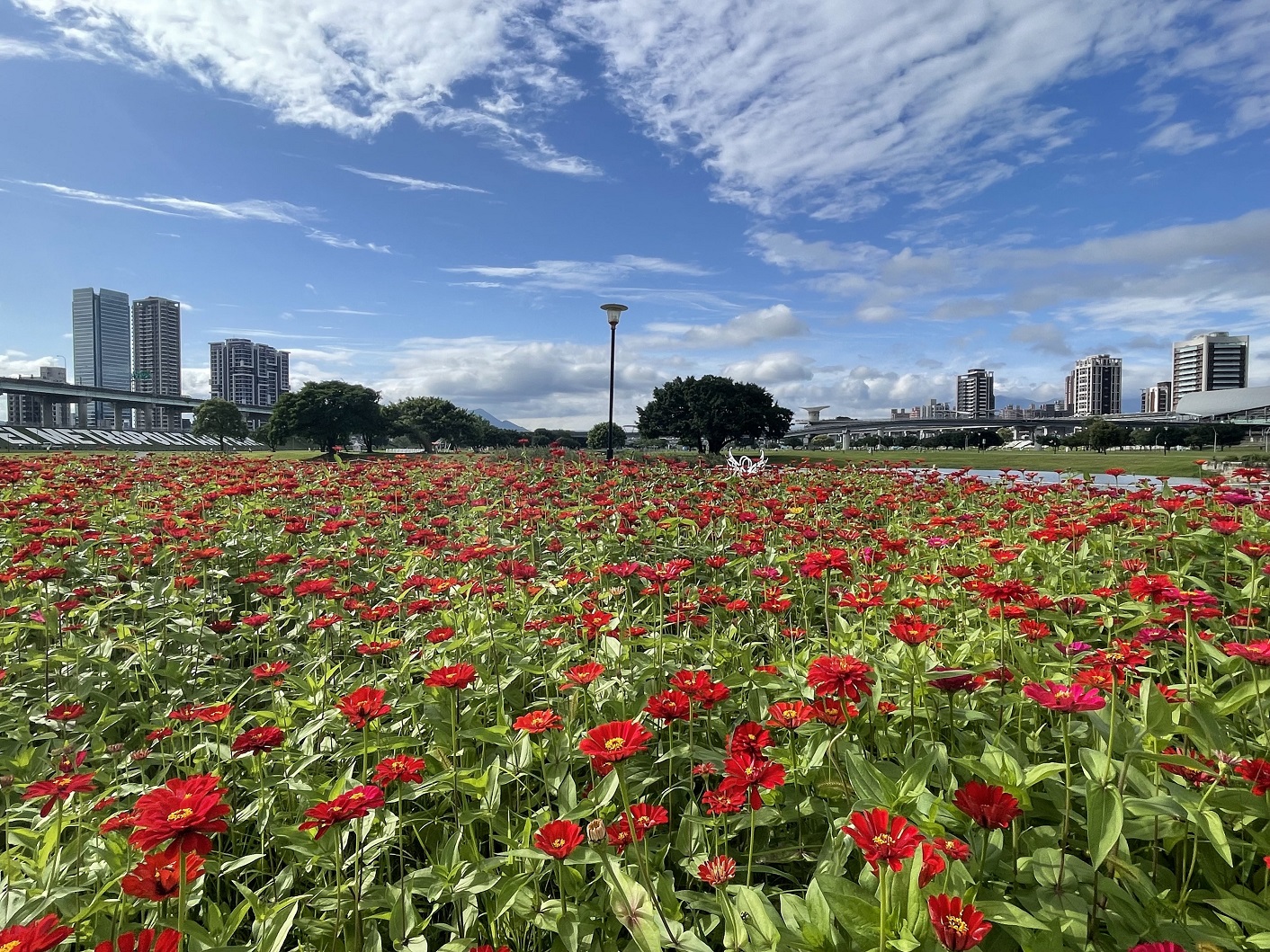 百日草花海灑落新北大都會公園。 圖:新北市水利局提供 百日草花海灑落新北大都會公園。 圖:新北市水利局提供