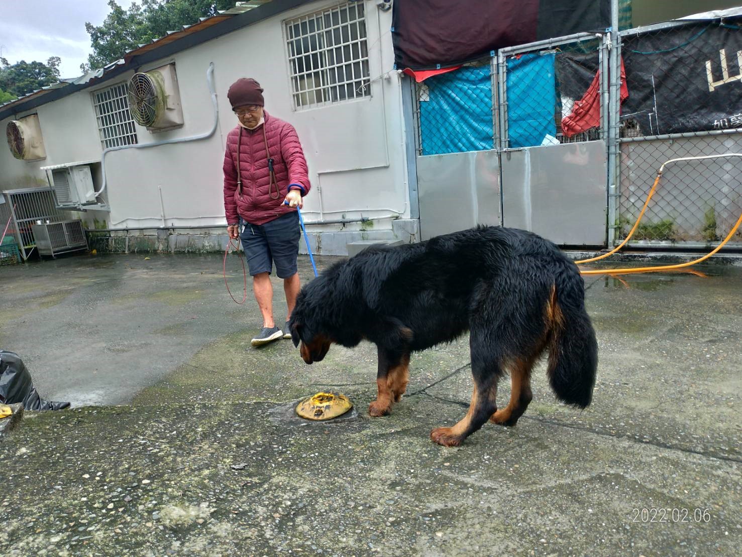訓犬師謝明憲訓練獒犬。 圖:新北市動保處提供 訓犬師謝明憲訓練獒犬。 圖:新北市動保處提供