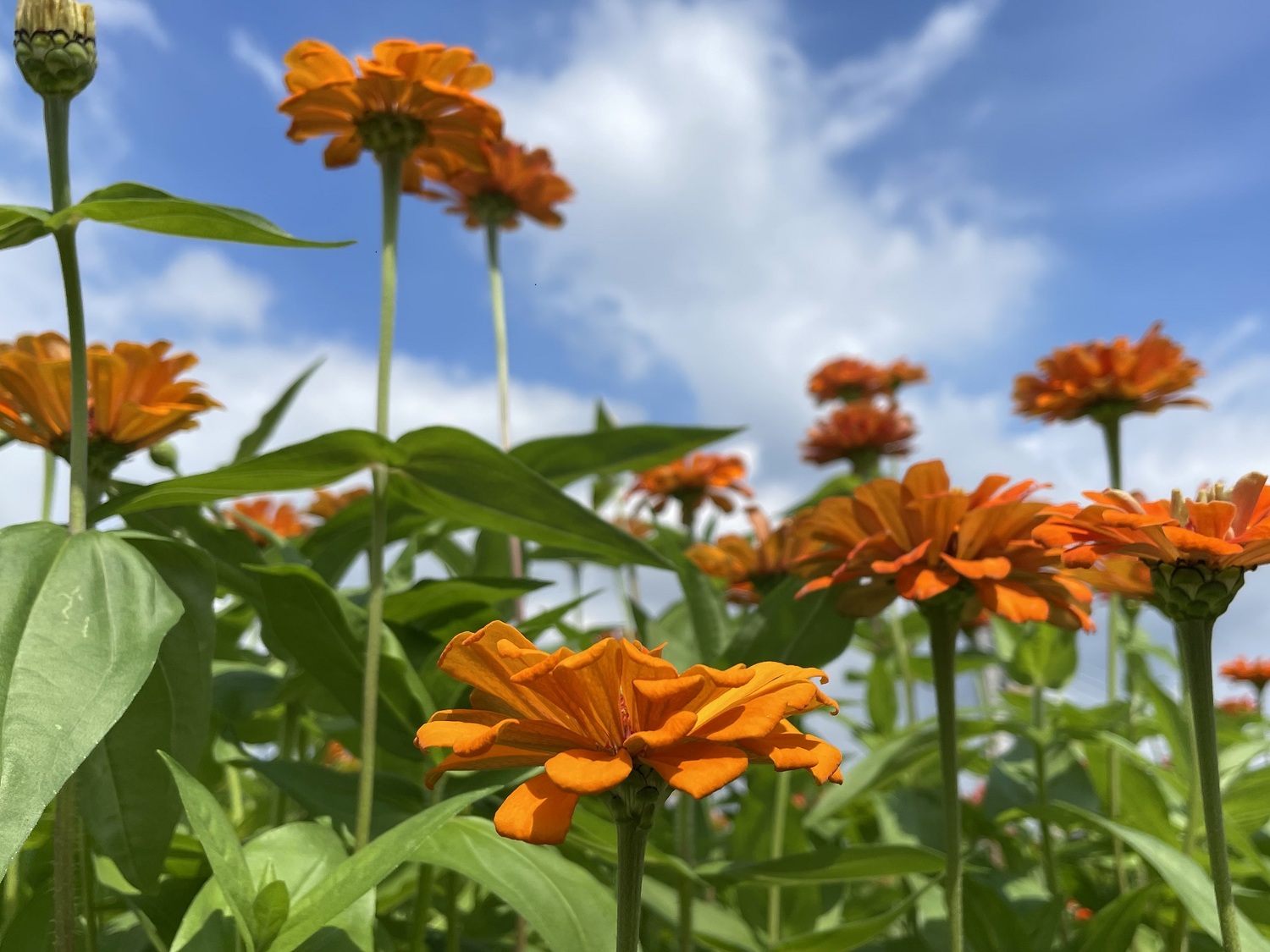 花朵爭先搶美。 圖:新北市水利局提供 花朵爭先搶美。 圖:新北市水利局提供
