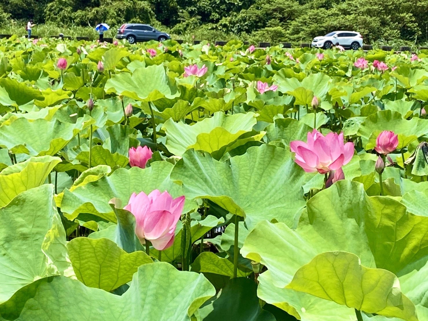 淡水屯山里荷花田也在這波熱浪中綻放。 圖:新北市景觀處提供 淡水屯山里荷花田也在這波熱浪中綻放。 圖:新北市景觀處提供