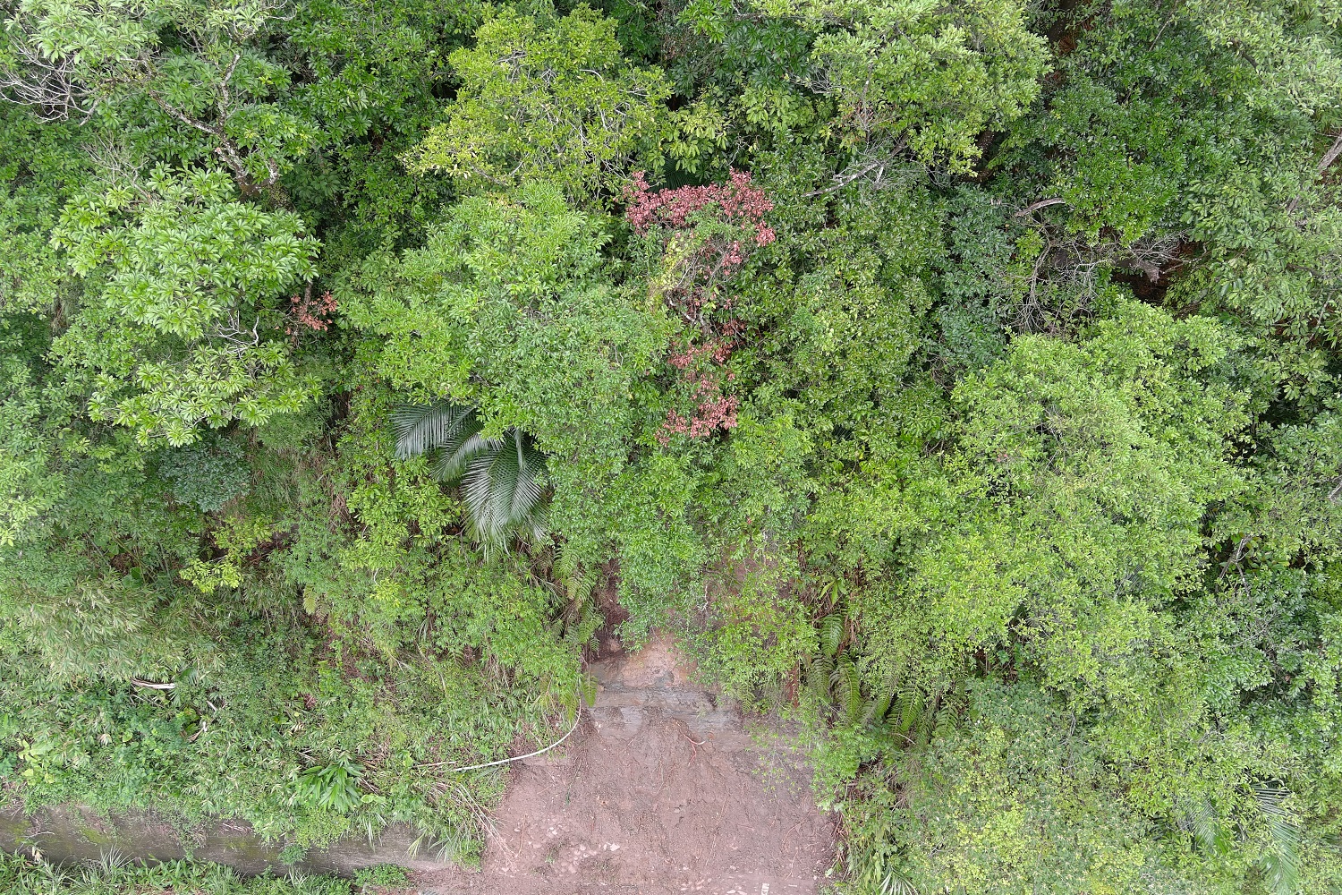台鐵上午11時配合無人機勘察整體邊坡狀況,綜合研判該處邊坡範圍前後50公尺地表植被尚屬完整,無明顯沖蝕破壞痕跡才於下午通車。 圖:台鐵局/提供 台鐵上午11時配合無人機勘察整體邊坡狀況,綜合研判該處邊坡範圍前後50公尺地表植被尚屬完整,無明顯沖蝕破壞痕跡才於下午通車。 圖:台鐵局/提供