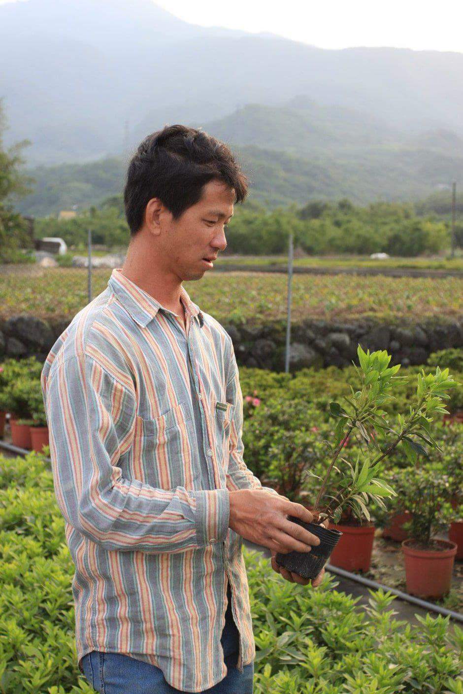 新北市金山區種植最多杜鵑的在地青農嚴慶榮表示,杜鵑花好種又漂亮,花期大約在3到4月間,他的產量每年超過70萬株 圖:翻攝自新北市政府官網 新北市金山區種植最多杜鵑的在地青農嚴慶榮表示,杜鵑花好種又漂亮,花期大約在3到4月間,他的產量每年超過70萬株 圖:翻攝自新北市政府官網