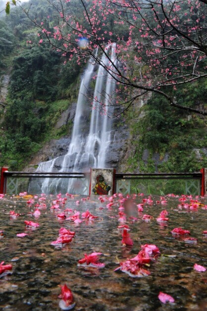 被這波夾帶雨水的冷氣團打落的山櫻花。 圖:張延光提供 被這波夾帶雨水的冷氣團打落的山櫻花。 圖:張延光提供