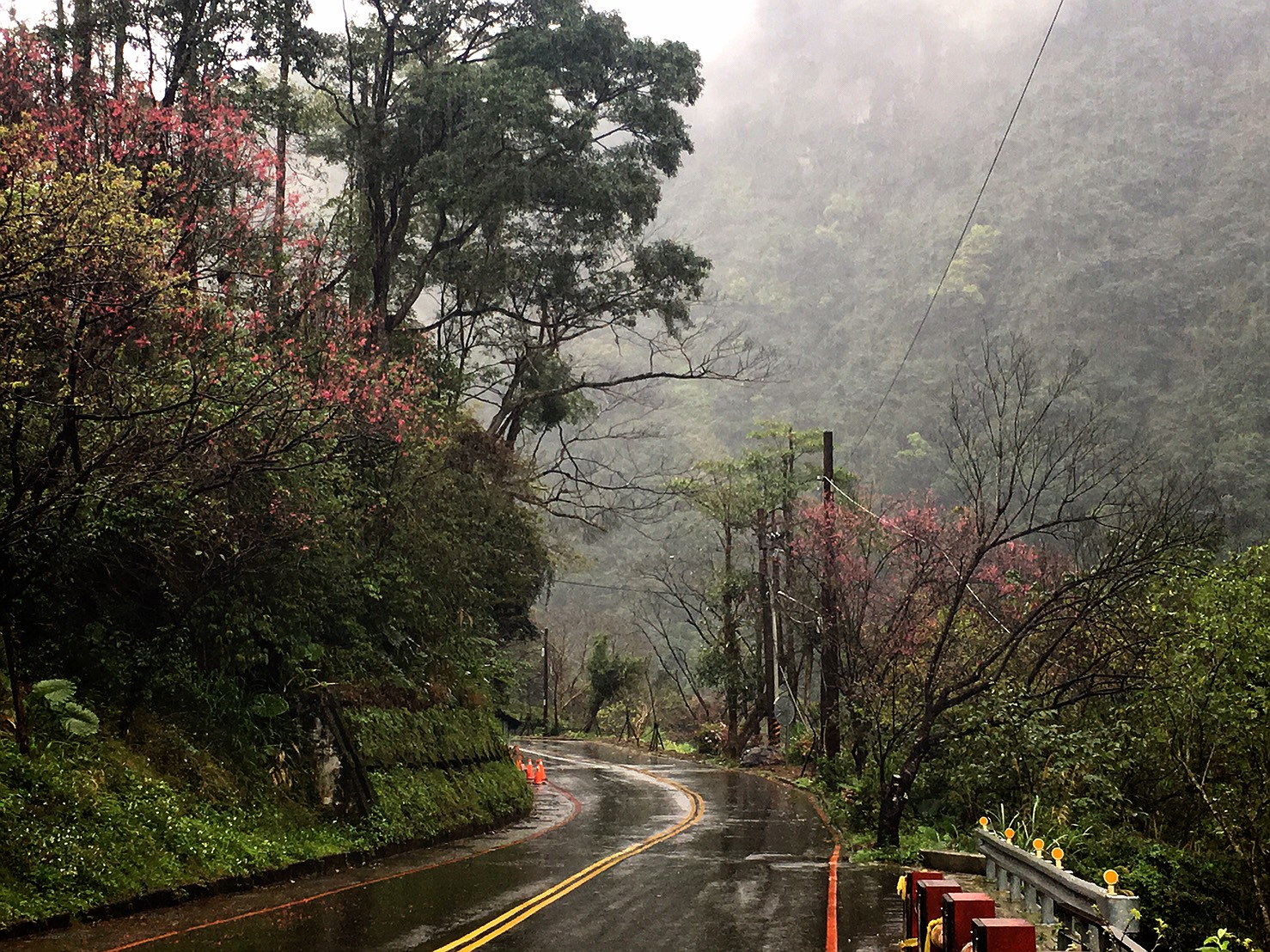 福山地區、西羅岸產業道路、環山路、瀑布公園及勇士廣場,是熱門的賞櫻路線。 圖:張延光提供 福山地區、西羅岸產業道路、環山路、瀑布公園及勇士廣場,是熱門的賞櫻路線。 圖:張延光提供