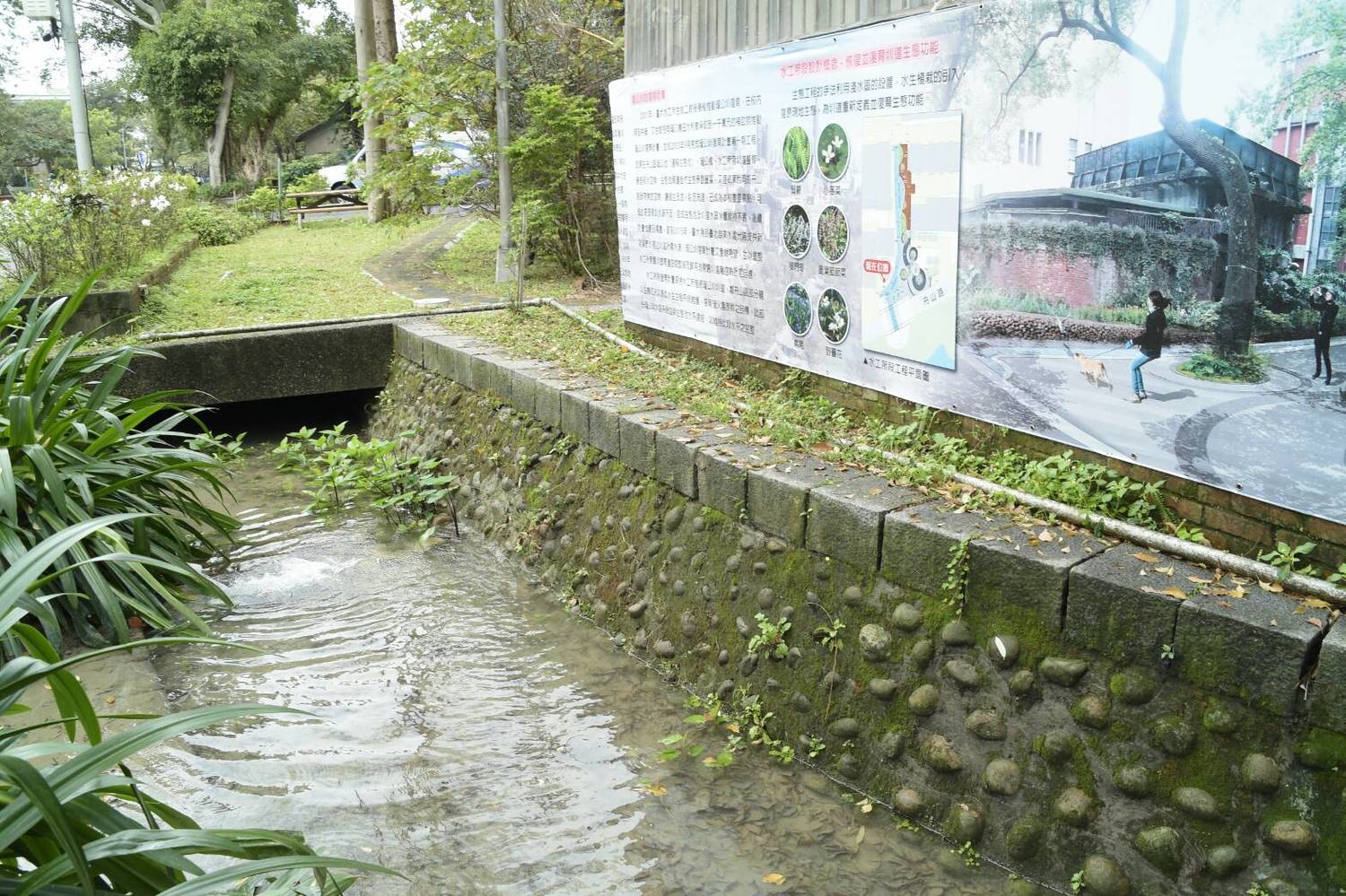 台大校園瑠公圳復育計畫,如今已進入第三年,在台大的努力及外界的募款補助下,台大校園內的瑠公圳現在已漸漸恢復往日樣貌。 圖:翻攝自台北市政府網站 台大校園瑠公圳復育計畫,如今已進入第三年,在台大的努力及外界的募款補助下,台大校園內的瑠公圳現在已漸漸恢復往日樣貌。 圖:翻攝自台北市政府網站