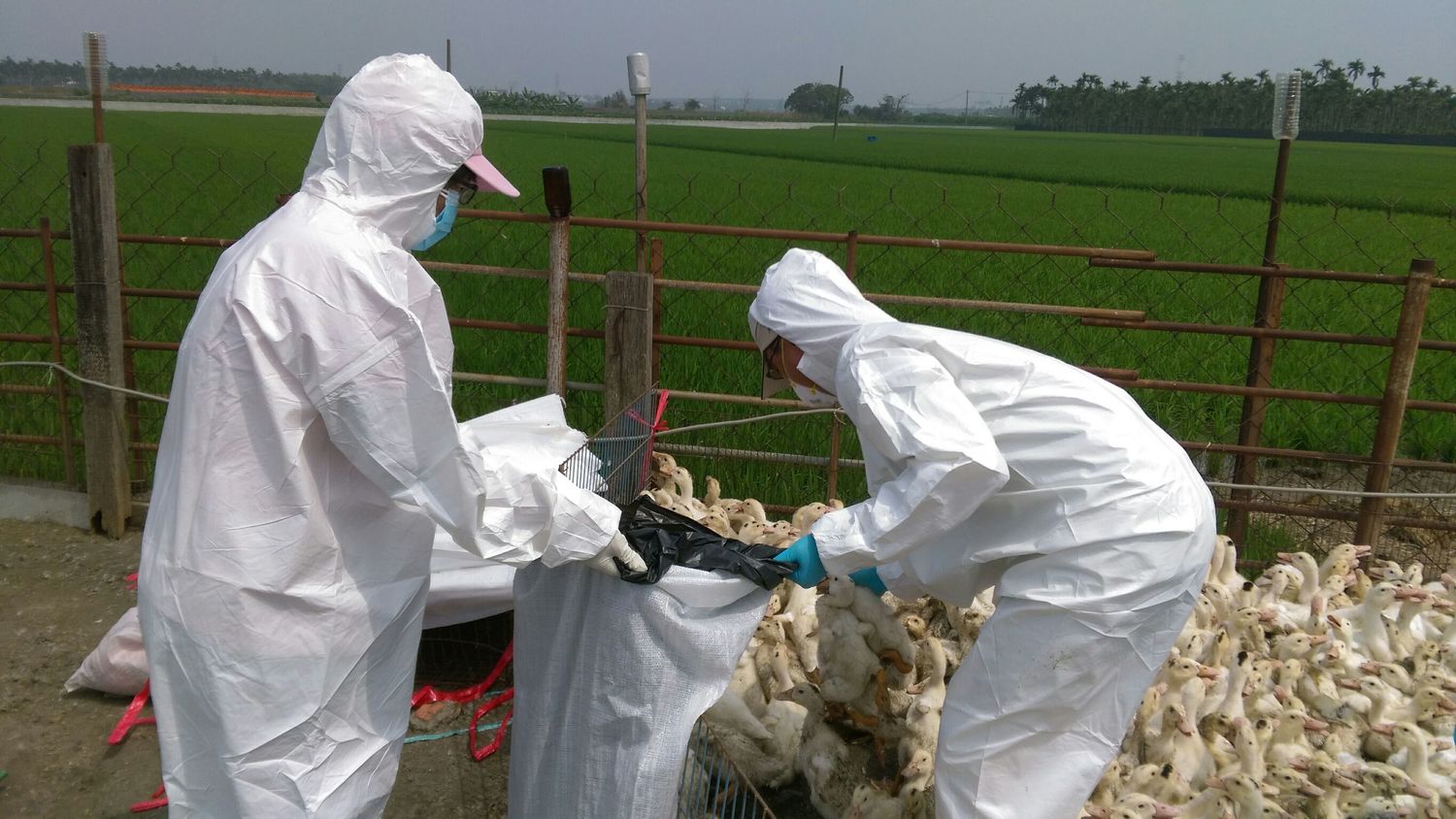 農委會已於2月間公告,檢驗單位檢驗家禽流行性感冒陰性,所有禽場需檢附檢驗報告,才能送往屠宰場。 圖:翻攝於屏東縣府網站 農委會已於2月間公告,檢驗單位檢驗家禽流行性感冒陰性,所有禽場需檢附檢驗報告,才能送往屠宰場。 圖:翻攝於屏東縣府網站