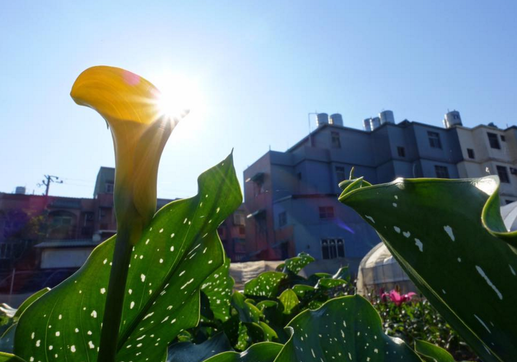 2017桃園彩色海芋季將於3月底,繽紛登場,廣達6公頃彩色海芋花田,讓民眾感受幸福滋味。 2017桃園彩色海芋季將於3月底,繽紛登場,廣達6公頃彩色海芋花田,讓民眾感受幸福滋味。