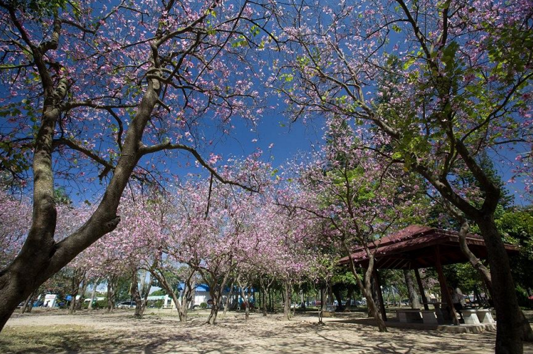 台南市政府引進多品種的花卉,讓台南公園成為南部最亮眼的花卉公園。 圖:翻攝自台南市政府觀光旅遊局網站 台南市政府引進多品種的花卉,讓台南公園成為南部最亮眼的花卉公園。 圖:翻攝自台南市政府觀光旅遊局網站