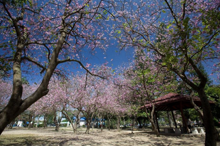 今年適逢台南公園100歲,台南市政府舉辦一連串活動慶祝外,台南小吃旋風也將再掀起。 今年適逢台南公園100歲,台南市政府舉辦一連串活動慶祝外,台南小吃旋風也將再掀起。