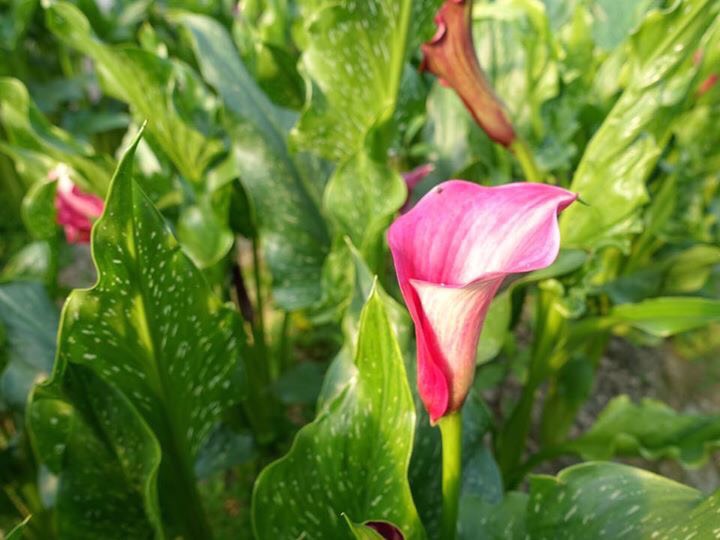 桃園的花草產業十分蓬勃,為全台之冠。2016年10月份所舉辦的「桃園花彩節」中,所有美麗的花朵,都是在地出產的。 桃園的花草產業十分蓬勃,為全台之冠。2016年10月份所舉辦的「桃園花彩節」中,所有美麗的花朵,都是在地出產的。