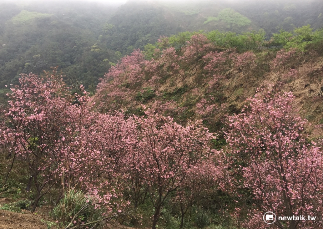 三峽熊空櫻花林今日(3/19)花況,接近滿開,3萬株櫻花期開的美景,非常壯觀。 三峽熊空櫻花林今日(3/19)花況,接近滿開,3萬株櫻花期開的美景,非常壯觀。