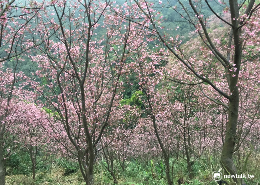 這裡的櫻花以昭和櫻、墨染吉野櫻、染井吉野櫻為主,滿開的櫻花美景,不輸日本賞櫻名所。 圖:周雨陵提供 這裡的櫻花以昭和櫻、墨染吉野櫻、染井吉野櫻為主,滿開的櫻花美景,不輸日本賞櫻名所。 圖:周雨陵提供