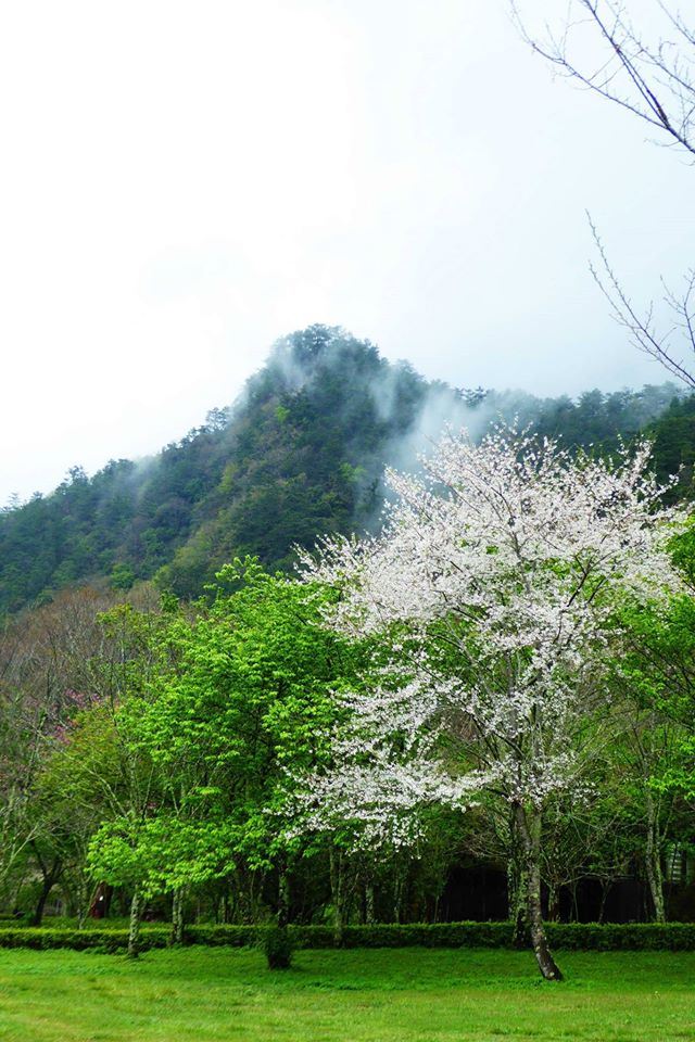 海拔高度介於1100~2600 公尺間的奧萬大,山嵐間的飄來的雲霧,頗有人間仙境的感覺。 圖:翻攝自奧萬大情報站臉書 海拔高度介於1100~2600 公尺間的奧萬大,山嵐間的飄來的雲霧,頗有人間仙境的感覺。 圖:翻攝自奧萬大情報站臉書