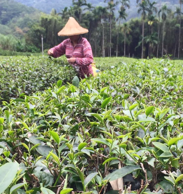 三峽的茶園種植面積將近980公頃,是北部地區重要的茶產地之一,受氣候影響,今年碧螺春茶產量可能大幅減少。 三峽的茶園種植面積將近980公頃,是北部地區重要的茶產地之一,受氣候影響,今年碧螺春茶產量可能大幅減少。