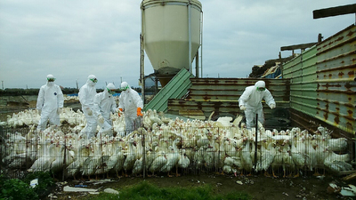 彰化又傳禽流感疫情,大城鄉一肉鴨場昨日驗出H5N2病毒,防疫人員今日已撲殺場內鴨隻,共1542隻肉鴨。 彰化又傳禽流感疫情,大城鄉一肉鴨場昨日驗出H5N2病毒,防疫人員今日已撲殺場內鴨隻,共1542隻肉鴨。