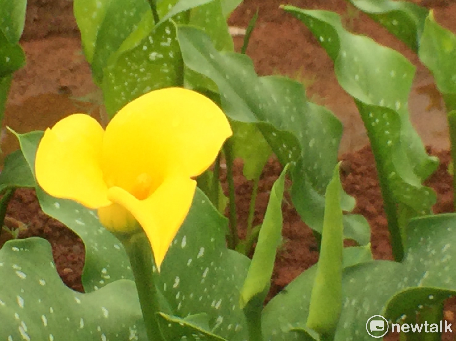 「2017桃園彩色海芋季」即將於3月31日至4月9日舉行,活動場地大園區的溪海農田,距離桃園機場和機場捷運,只有10分鐘車程的幸福溪海。 活動期間,假日在機場捷運站,每20分鐘,有一班免費接駁車,接送民眾來賞彩芋。 「2017桃園彩色海芋季」即將於3月31日至4月9日舉行,活動場地大園區的溪海農田,距離桃園機場和機場捷運,只有10分鐘車程的幸福溪海。 活動期間,假日在機場捷運站,每20分鐘,有一班免費接駁車,接送民眾來賞彩芋。