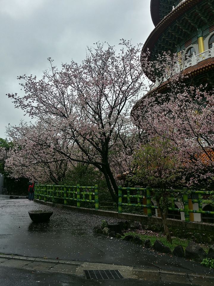 每年3月至4月間,天元宮園區內吉野櫻繁華盛開,成為天元宮內獨特的自然景觀。 圖:翻攝自淡水天元宮花況報導臉書 每年3月至4月間,天元宮園區內吉野櫻繁華盛開,成為天元宮內獨特的自然景觀。 圖:翻攝自淡水天元宮花況報導臉書