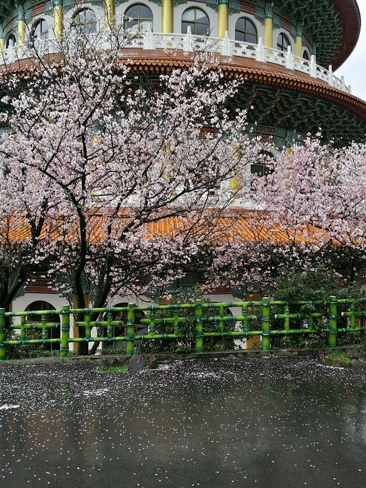 目前天元宮內吉野櫻花株約剩80%、綠芽5%;民眾亦可透過「淡水天元宮花況報導」粉絲團追蹤最新花況。 圖:翻攝自淡水天元宮花況報導臉書 目前天元宮內吉野櫻花株約剩80%、綠芽5%;民眾亦可透過「淡水天元宮花況報導」粉絲團追蹤最新花況。 圖:翻攝自淡水天元宮花況報導臉書