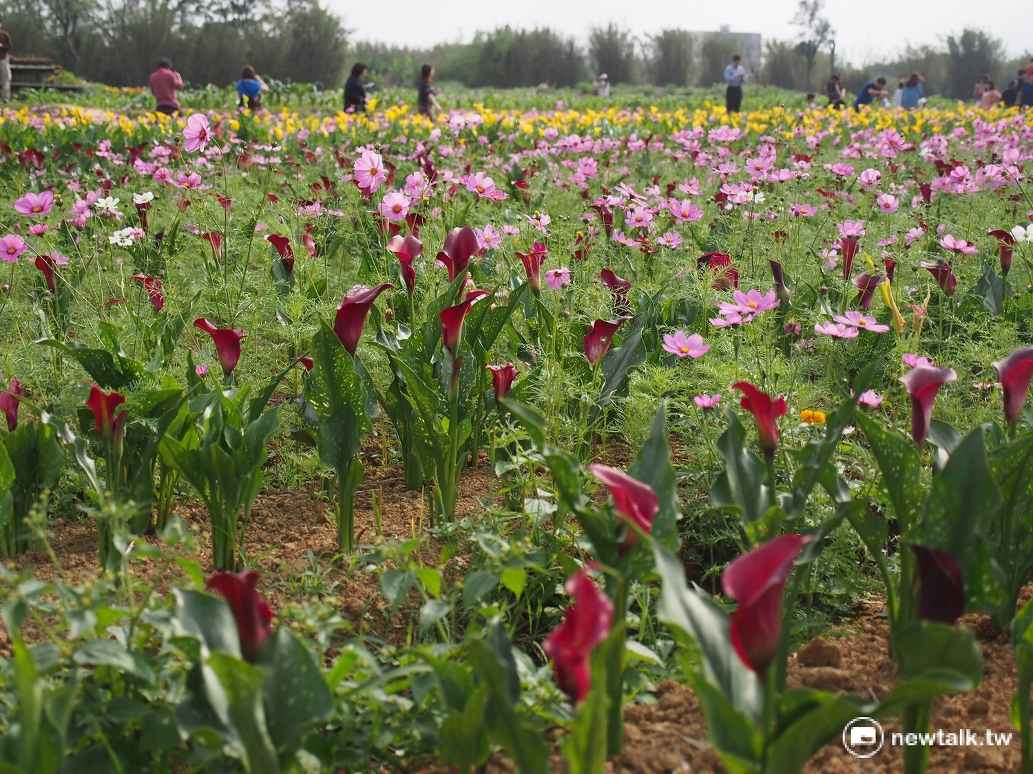 桃園海芋節原訂展期至4月9日,但因參觀人數多,桃市府決定加碼將活動延長到本月21日。 圖:彭素華攝 桃園海芋節原訂展期至4月9日,但因參觀人數多,桃市府決定加碼將活動延長到本月21日。 圖:彭素華攝