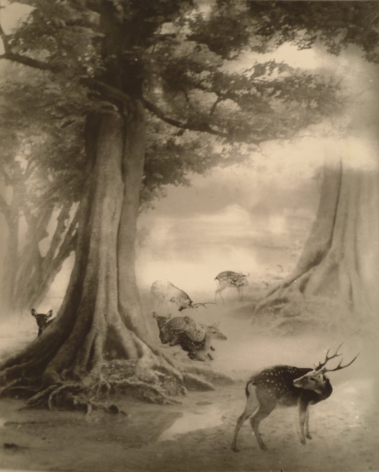 郎靜山展品-鹿苑長春。 圖:北投文物館提供 郎靜山展品-鹿苑長春。 圖:北投文物館提供