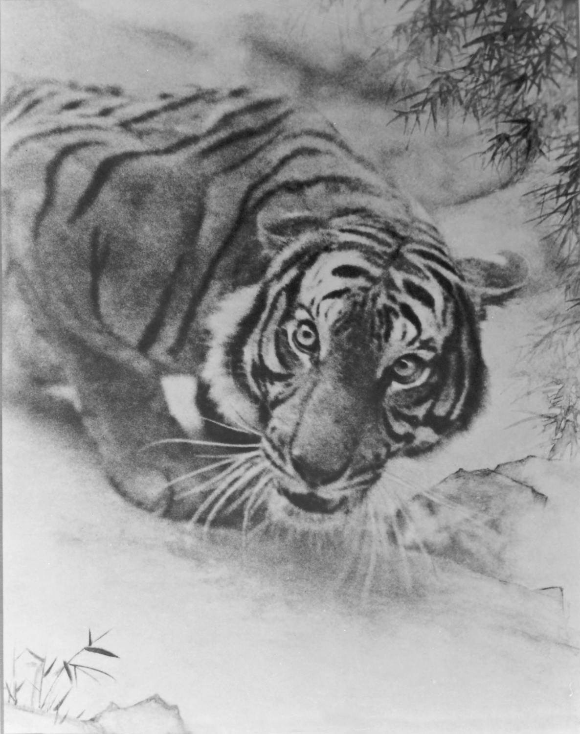 郎靜山展品-虎視眈眈。 圖:北投文物館提供 郎靜山展品-虎視眈眈。 圖:北投文物館提供