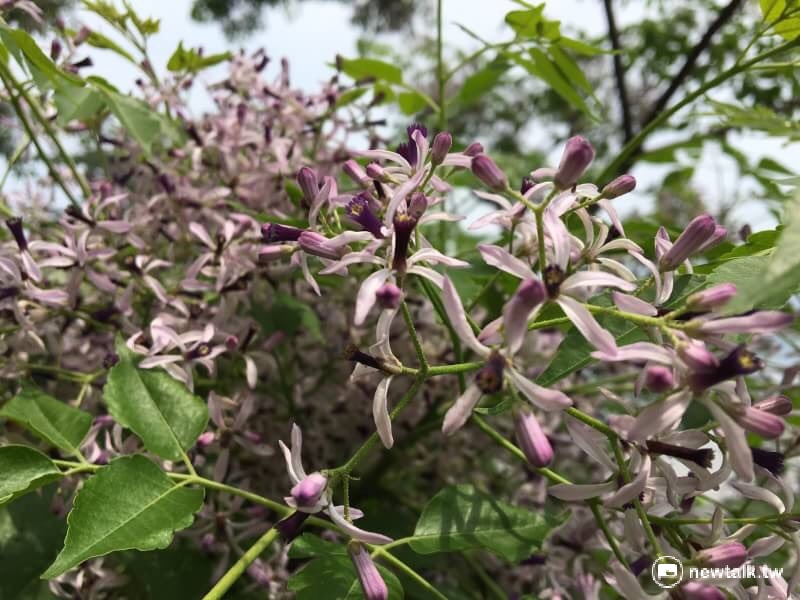 櫻花謝後,浪漫的紫色苦楝花就要登場了! 櫻花謝後,浪漫的紫色苦楝花就要登場了!