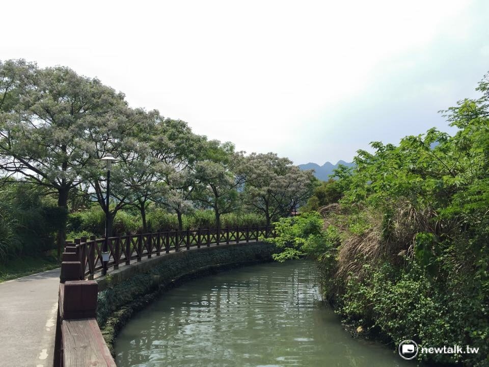 櫻花謝後,浪漫的紫色苦楝花就要登場了! 櫻花謝後,浪漫的紫色苦楝花就要登場了!