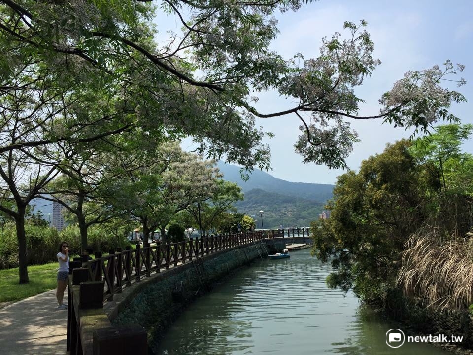 櫻花謝後,浪漫的紫色苦楝花就要登場了! 櫻花謝後,浪漫的紫色苦楝花就要登場了!