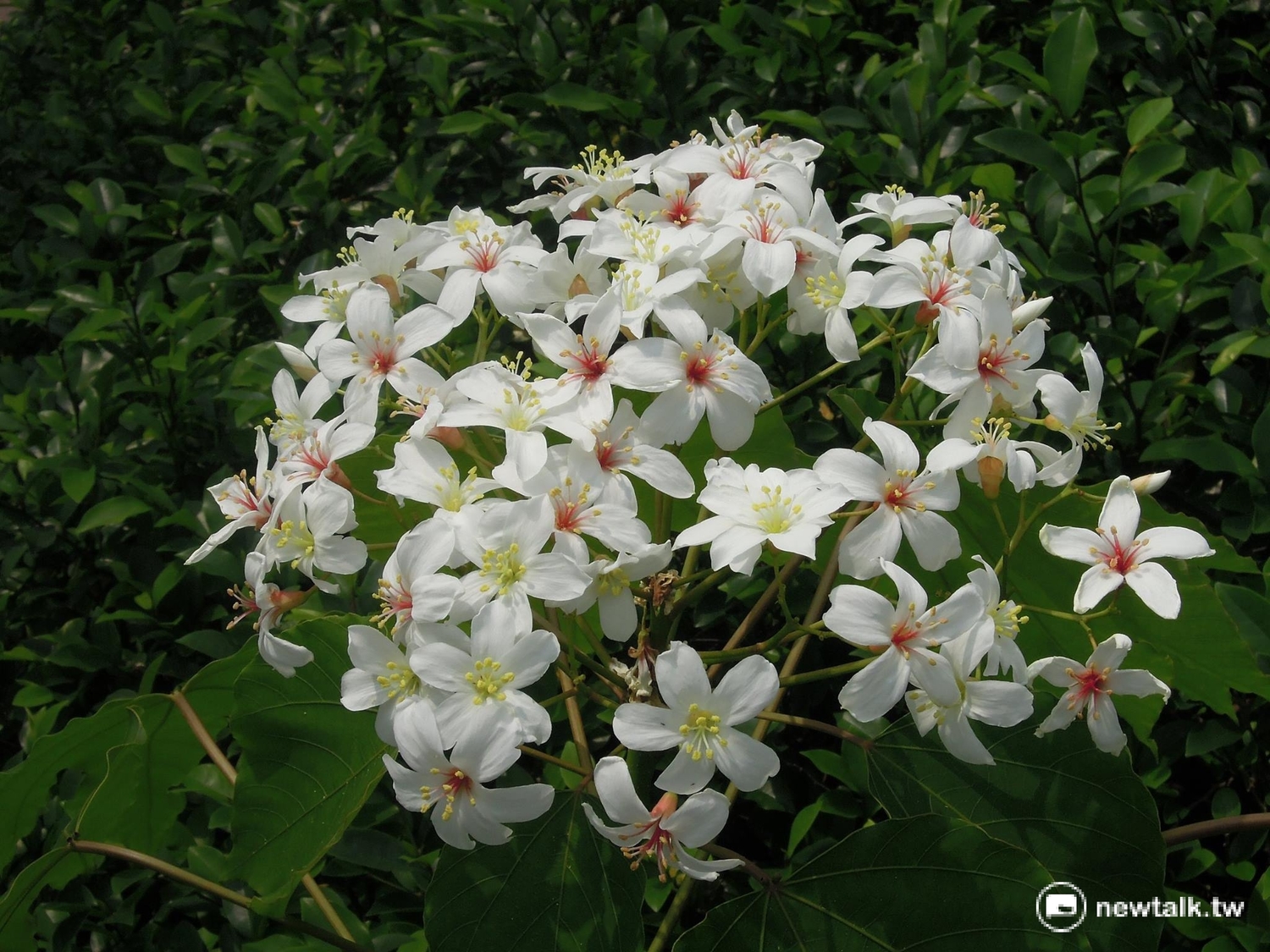 新北賞花農遊趣系列活動,共規劃櫻花、烏來杜鵑、桐花、台灣百合、荷花、豔紅鹿子百合、金花石蒜及芒花等8條路線,除了安排賞花路線生態導覽 。 新北賞花農遊趣系列活動,共規劃櫻花、烏來杜鵑、桐花、台灣百合、荷花、豔紅鹿子百合、金花石蒜及芒花等8條路線,除了安排賞花路線生態導覽 。
