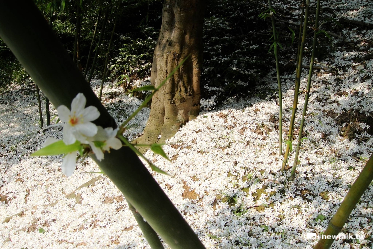 「新北賞花農遊趣-五月飄雪賞桐樂」, 4月29日(星期六)及4月30日(星期日)共2天於上午9時在三峽鳶山步道舉行,途中可賞桐花順道觀察昆蟲生態,即日起上午8時開放網路報名(新北市政府農業局官網→體驗→活動資訊→新北賞花農遊趣) 。 圖:翻攝自新北市農業局 「新北賞花農遊趣-五月飄雪賞桐樂」, 4月29日(星期六)及4月30日(星期日)共2天於上午9時在三峽鳶山步道舉行,途中可賞桐花順道觀察昆蟲生態,即日起上午8時開放網路報名(新北市政府農業局官網→體驗→活動資訊→新北賞花農遊趣) 。 圖:翻攝自新北市農業局