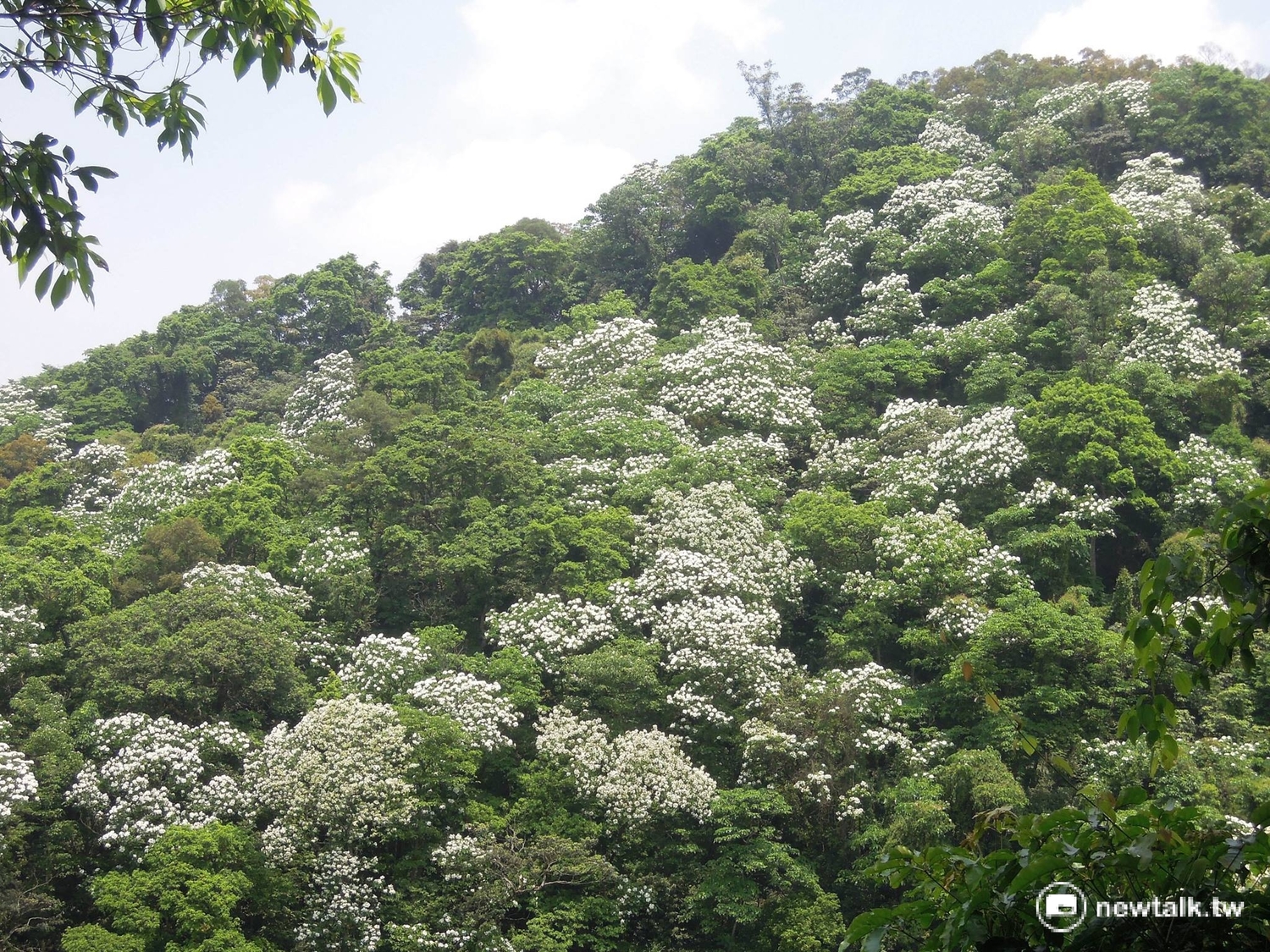 三峽鳶山步道沿線周邊地理人文素養深厚,有具歷史意義的光復銅鐘,沿途尋幽滿是油桐樹落英繽紛。全段步道長度適宜,難易適中,老少咸宜,途中佇足景點亦多,長春園、中埔生態步道、獅頭巖仙公廟等均為造訪當地推薦景點。 圖:翻攝自新北市農業局 三峽鳶山步道沿線周邊地理人文素養深厚,有具歷史意義的光復銅鐘,沿途尋幽滿是油桐樹落英繽紛。全段步道長度適宜,難易適中,老少咸宜,途中佇足景點亦多,長春園、中埔生態步道、獅頭巖仙公廟等均為造訪當地推薦景點。 圖:翻攝自新北市農業局