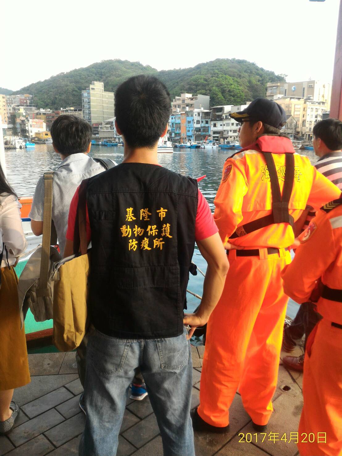 基隆正濱漁港發現小虎鯨在港內洄游,動物保護防疫所獲報後前往現場處理,研判可能是因為追逐魚群而脫離群體,以致誤入港區,因獸醫判斷不需上岸醫療,目前動保所仍持續觀察鯨豚動態,等待牠自行游出港區。 基隆正濱漁港發現小虎鯨在港內洄游,動物保護防疫所獲報後前往現場處理,研判可能是因為追逐魚群而脫離群體,以致誤入港區,因獸醫判斷不需上岸醫療,目前動保所仍持續觀察鯨豚動態,等待牠自行游出港區。