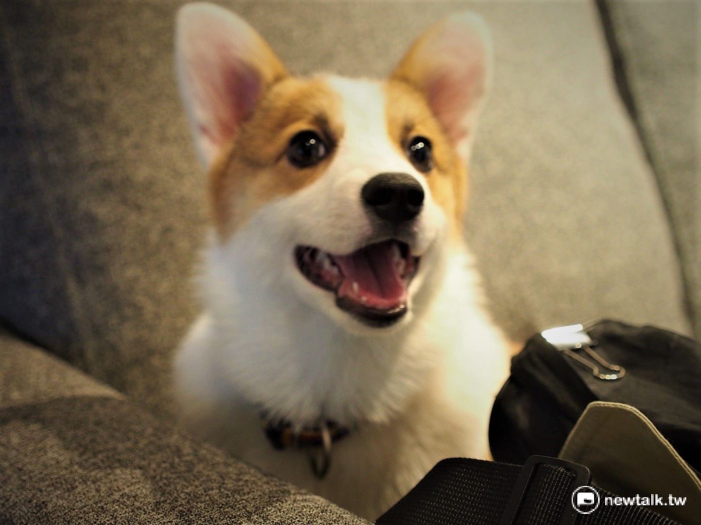 ahq 隊上相當活潑可愛的柯基犬:「QQ」,總是跑來跑去的牠為隊伍和後勤人員帶來不少樂趣,問到牠適合《英雄聯盟》哪個位置的選手,大家都陷入了苦思。 圖:游家平攝 ahq 隊上相當活潑可愛的柯基犬:「QQ」,總是跑來跑去的牠為隊伍和後勤人員帶來不少樂趣,問到牠適合《英雄聯盟》哪個位置的選手,大家都陷入了苦思。 圖:游家平攝