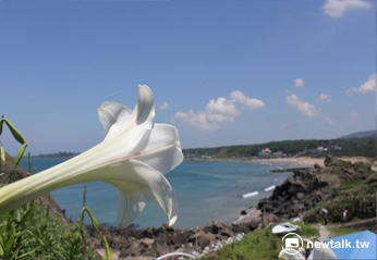 北部的新北市東北角4月底前盛開,花期持續到5月中旬。 圖:翻攝自新北市農業局官網 北部的新北市東北角4月底前盛開,花期持續到5月中旬。 圖:翻攝自新北市農業局官網