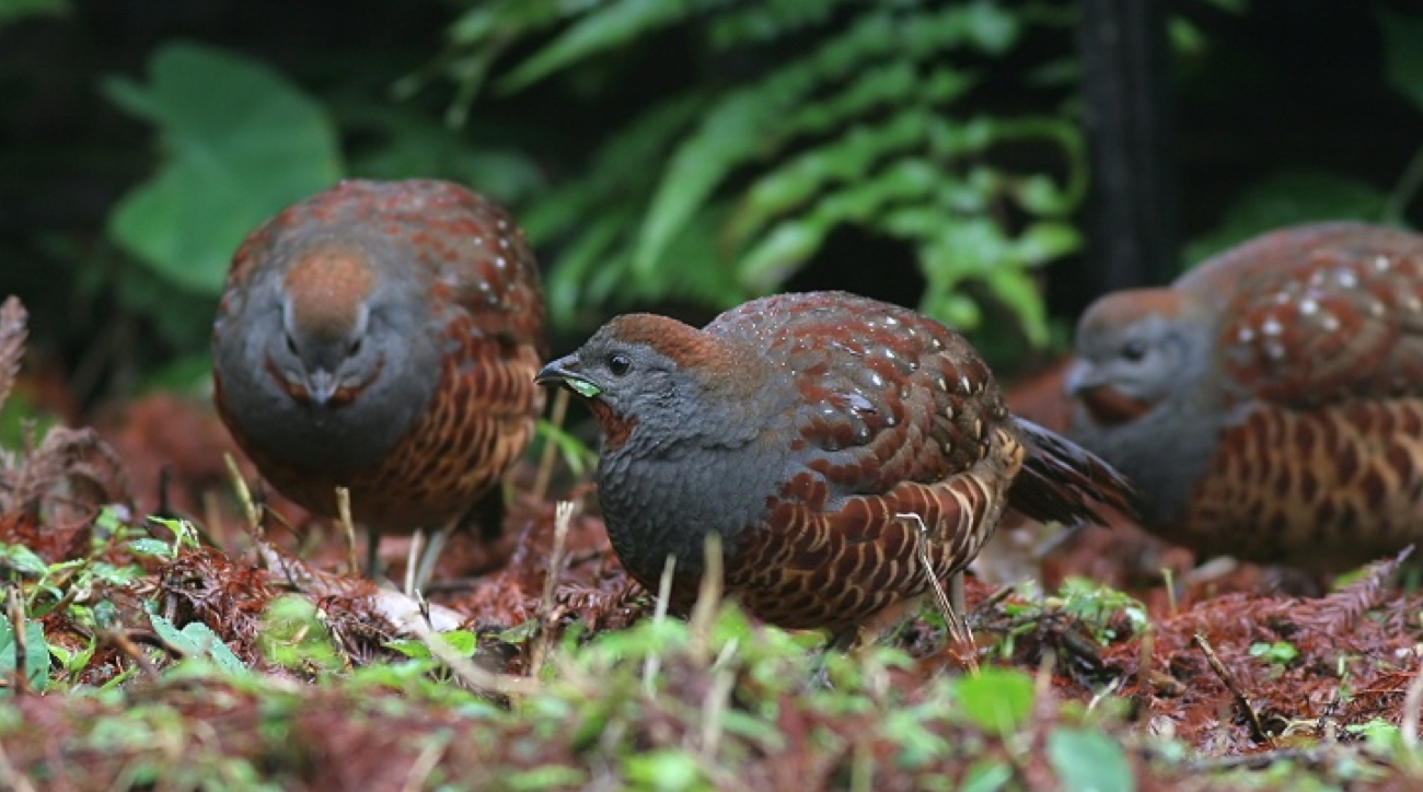 台灣竹雞 圖:中華民國野鳥學會/提供 台灣竹雞 圖:中華民國野鳥學會/提供